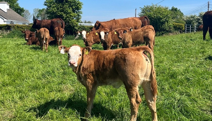 A group of heifers born from sexed semen on Shane Keaveney's farm in Co. Roscommon