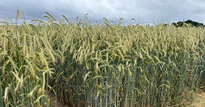 Hybrid rye in diets for weaners, grow-finishers and sows
