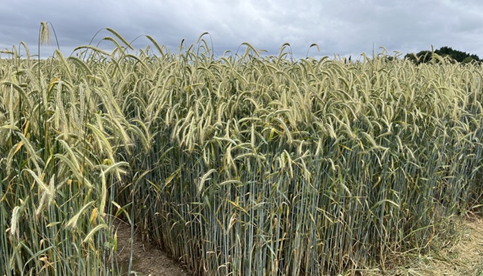 Can Irish rye meet food quality specifications?