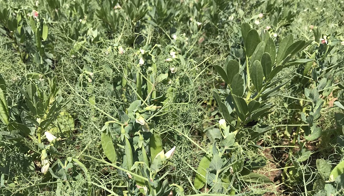 Beans unlock pea potential