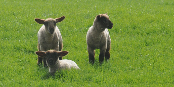 Cover image for Teagasc Advisory Newsletter – Sheep article