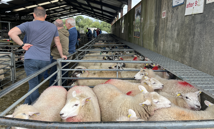 Western Organic Producer Organisation holds successful first sale