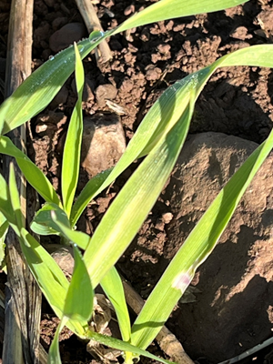 A cereal plant showing whitening or bleaching after pre-emergence herbicide application