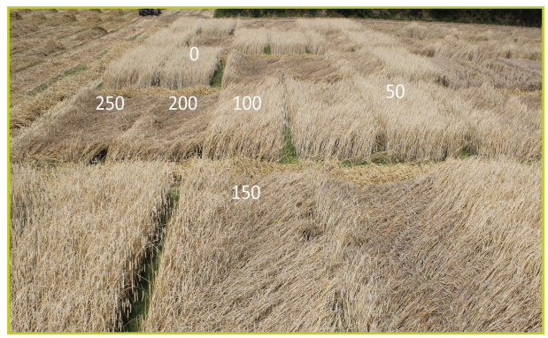 Lodging in rye at various N/kg input levels