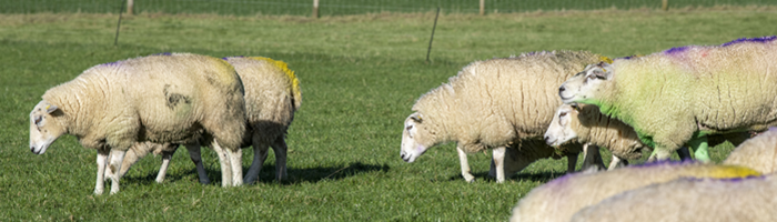 A ram joined with ewes in a grassland paddock at Atherny