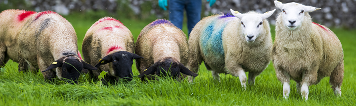 Store lambs on autumn grass