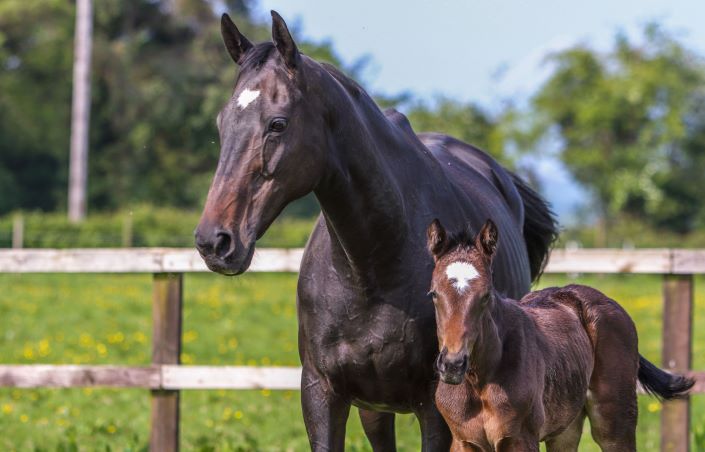 Cover image for Equine breeding course for Sport Horse Breeders article