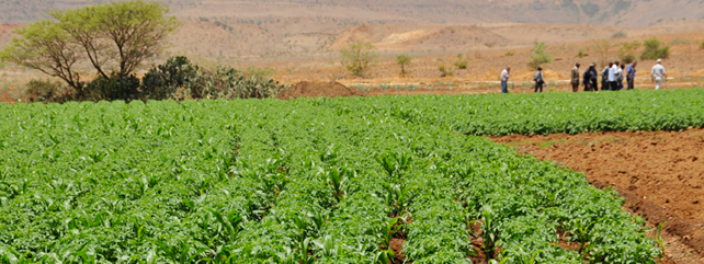 International Food Security