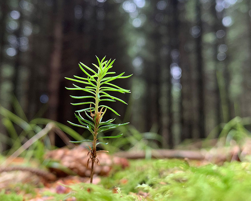 photo of trees
