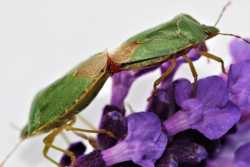 Photo of insects