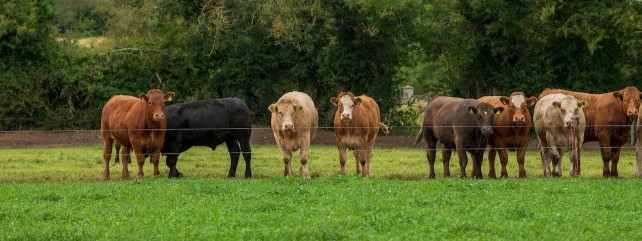 Enhancing Health and Agri-Food Supply Chains