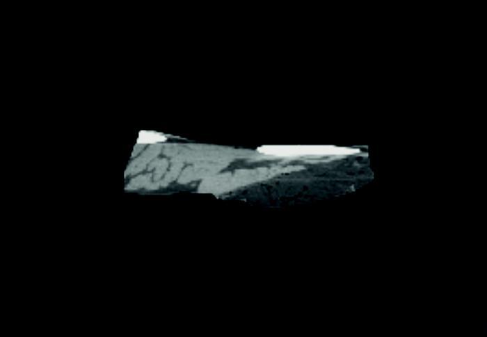 X-ray of beef rib from side profile