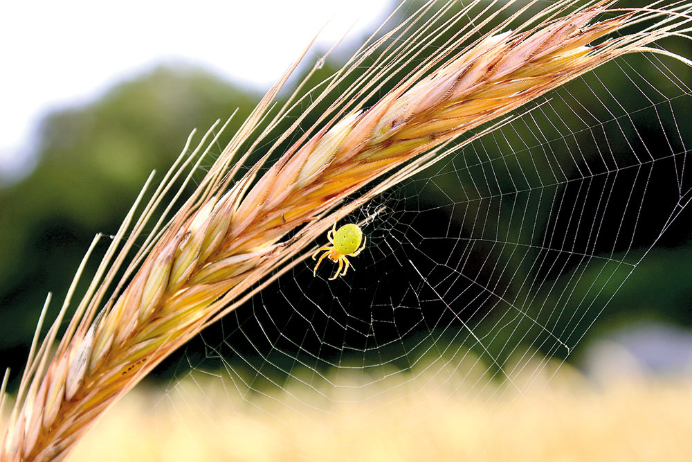 Photo of spider web