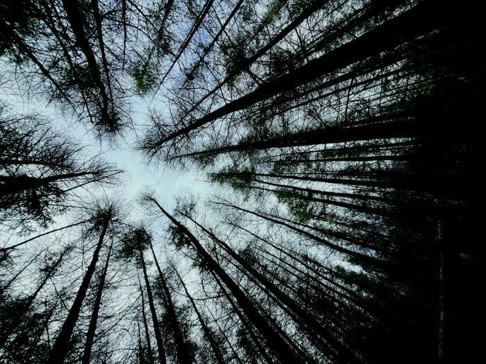 An image looking upwards through branches of tall trees