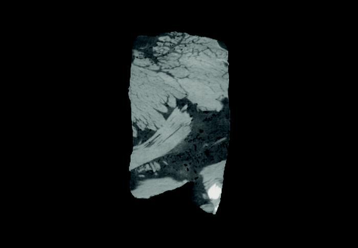 X-ray of beef rib from top profile