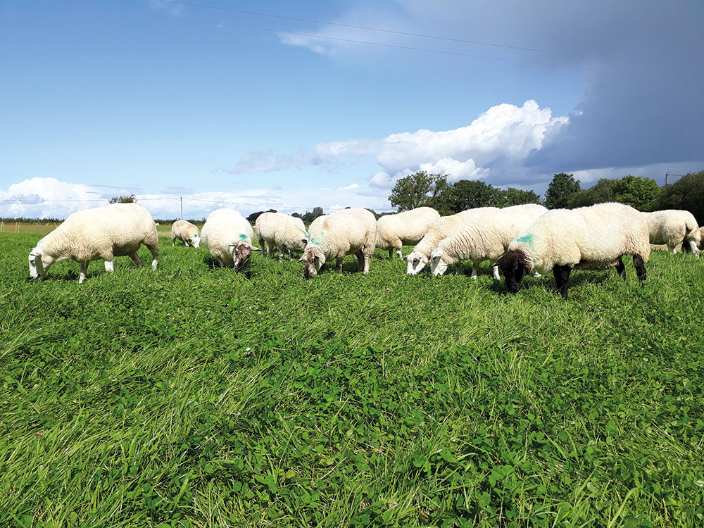 Photo of sheep grazing