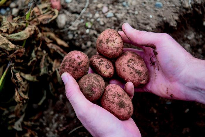 A hand holding potatoes