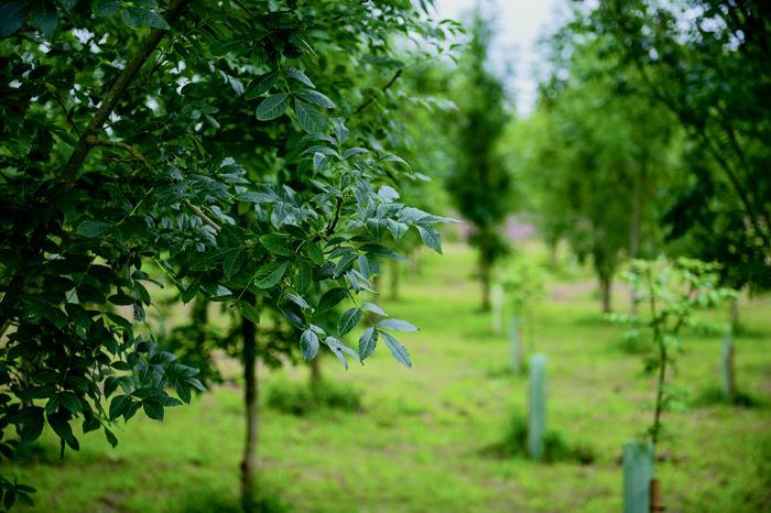 Trees planted in evenly spaced rows in a grassy field, with protective plastic tubes around some saplings