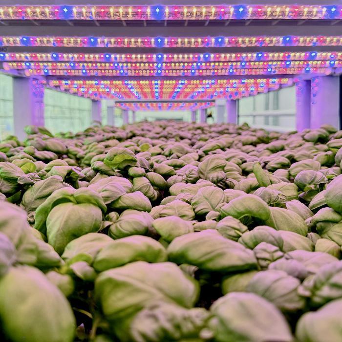 Hydroponic Sweet Basil