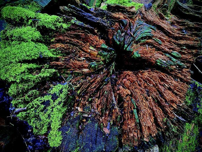 A vibrant image of decaying wood