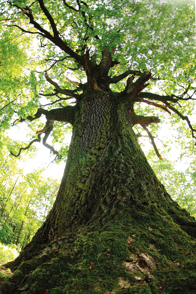Researchers at Teagasc are looking at the basics of dendrochronology in forestry research – using tree ring analysis to explore the impact of climatic stress on tree growth performance and physiological responses.