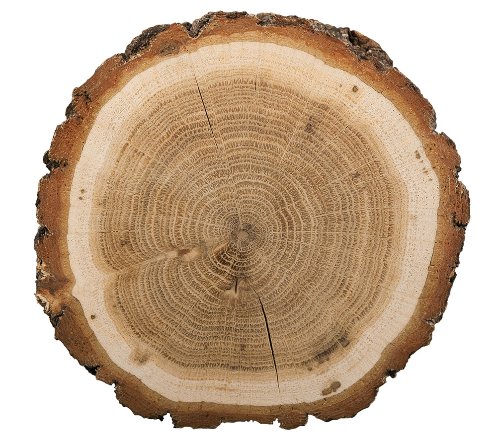 Researchers at Teagasc are looking at the basics of dendrochronology in forestry research – using tree ring analysis to explore the impact of climatic stress on tree growth performance and physiological responses.