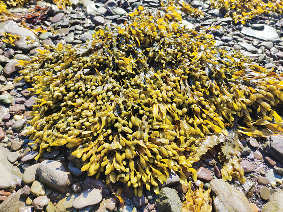 Photo of seaweed