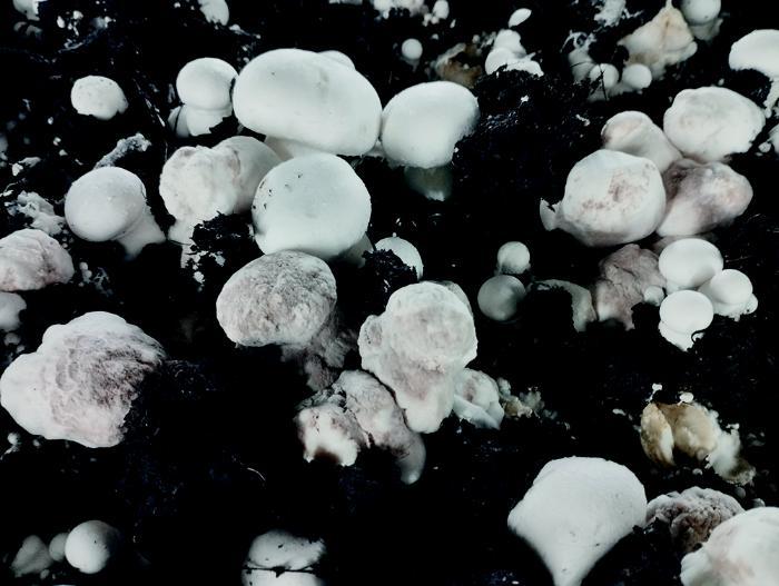 Typical symptoms of dry bubble disease on a mushroom crop