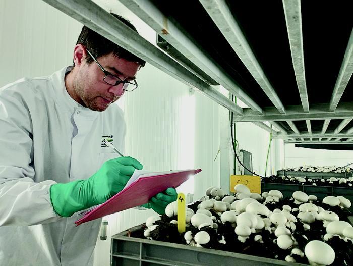 Lorant Hatvani examining mushroom crop trials at Teagasc Food Research Centre, Ashtown