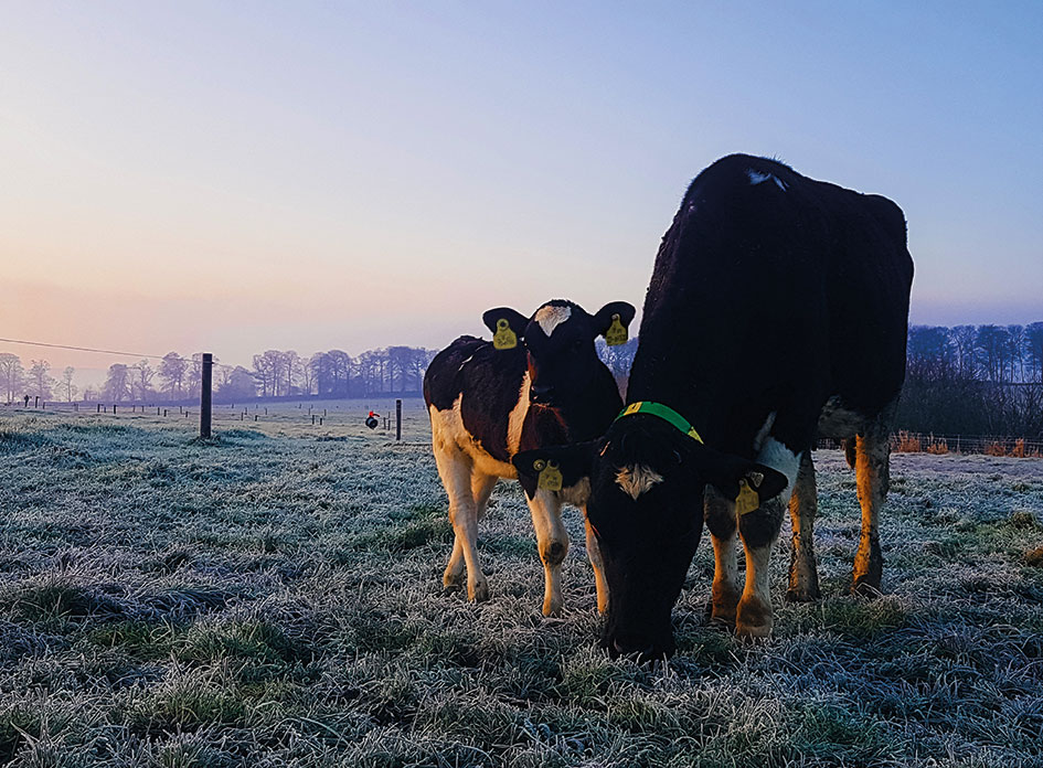 Photo of cow and calf in a snowy field