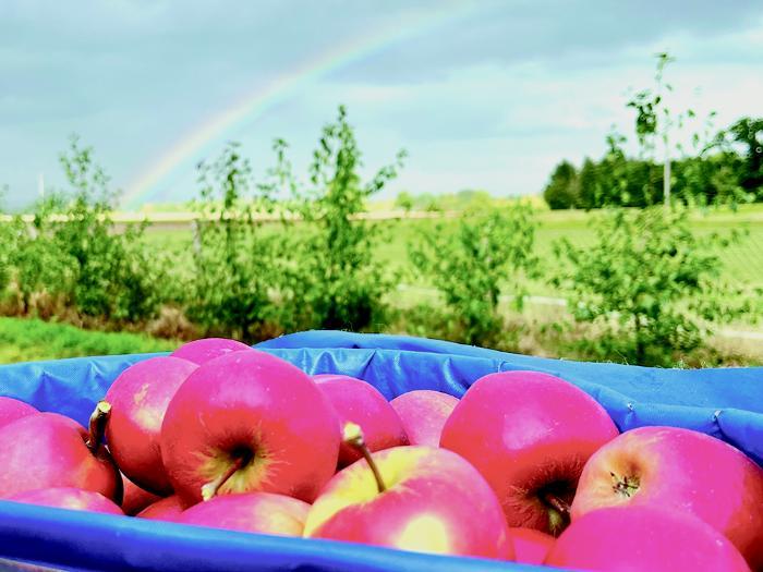 A picture of red apples