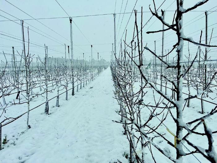 A snowy orchard