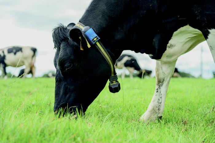 A close up image of a cow eating grass
