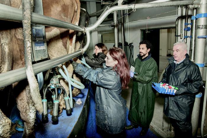 Image of the team working with cows