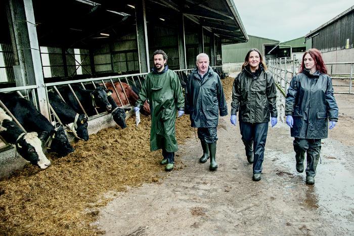 the team walking along the farm beside cows
