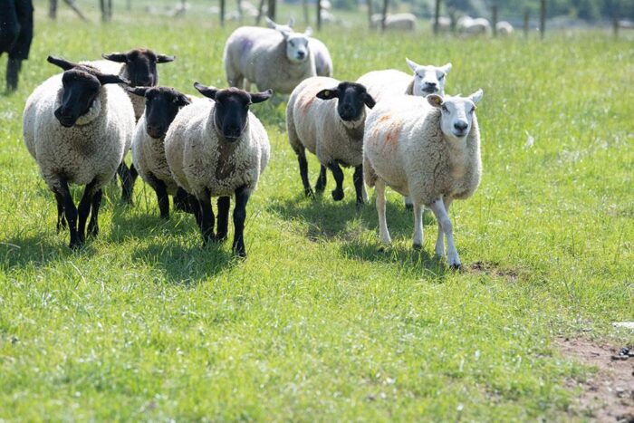 Why are farmers not transferring the farm?