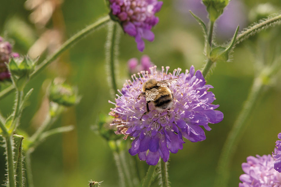 Photo of Bees on flowers