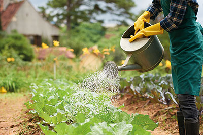 Photo of person using a watering can