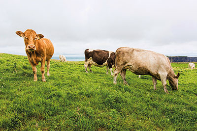 Photo of cows in a field