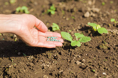 Photo of a hand holding fertiliser next to small plants