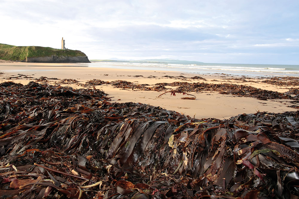 Photo of seaweed on a beach