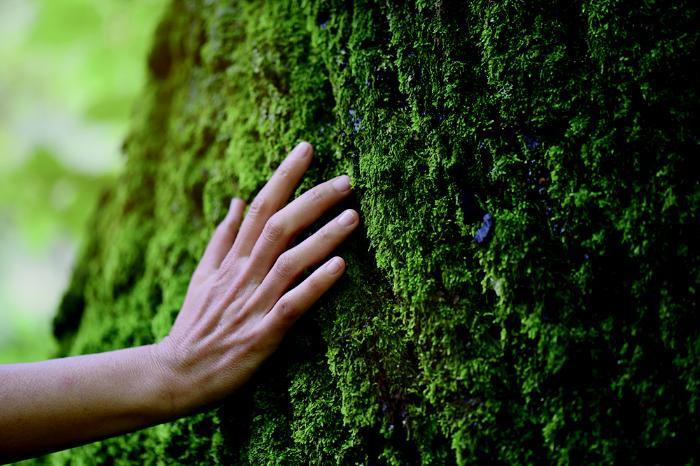 A image of a persons hand touching a mossy tree trunk