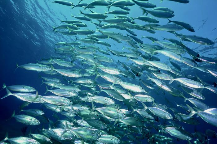 An image of fish in the sea