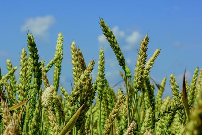 Close up image of wheat stalks against a clear blue sky