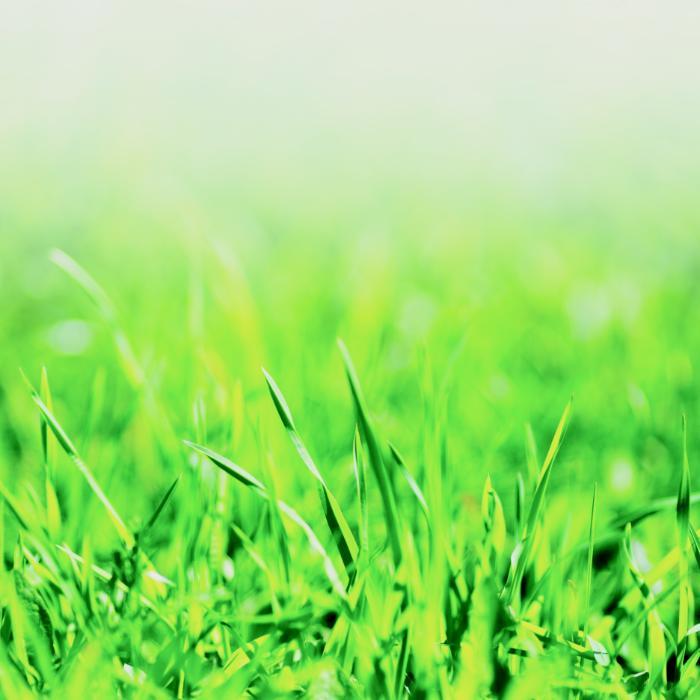 Grass stock photo