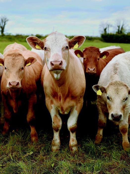 Image of cows in a field