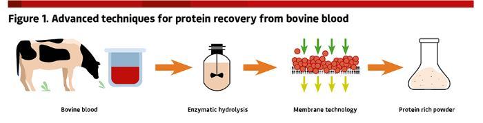 A diagram showing the process of Advanced techniques for protein recovery from bovine blood