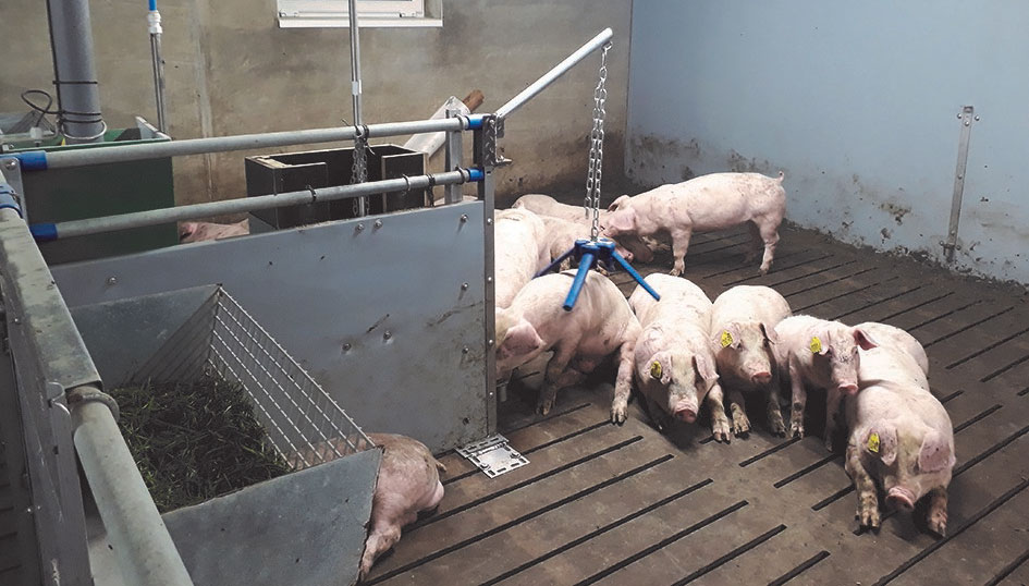 Photo of pigs in an enclosure