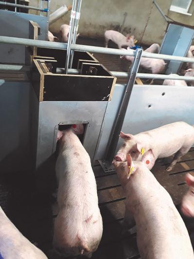 Photo of pigs eating from a feeder