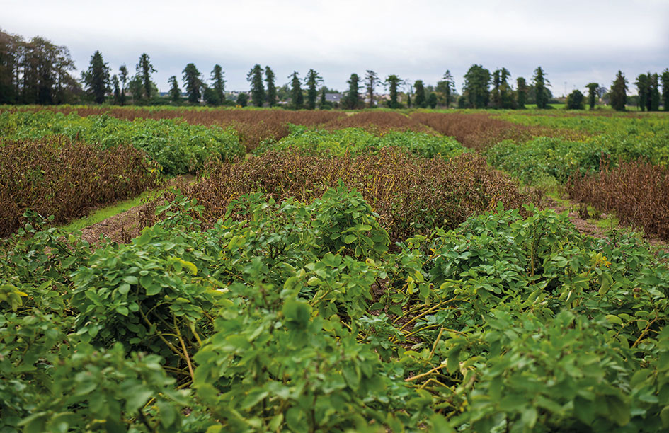 Photo of a field of potato crops